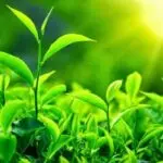 su-tich-cay-che-741752