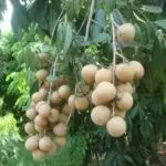 su-tich-cay-nhan-910393