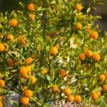 su-tich-cay-quat-021184