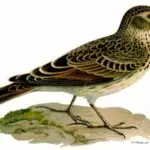 su-tich-chim-son-ca-005521