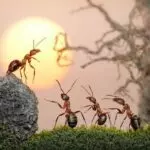 su-tich-con-kien-557726