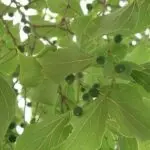 su-tich-cu-mai-va-cay-com-nguoi-263386