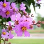 su-tich-hoa-bang-lang-468392