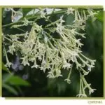 su-tich-hoa-da-lan-huong-334370