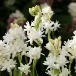 su-tich-hoa-hue-933018