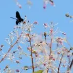 su-tich-hoa-ngo-dong-276341