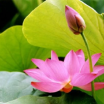 su-tich-hoa-sen-839692