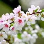 su-tich-mua-xuan-395787