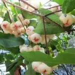 su-tich-qua-roi-942319