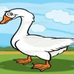 vi-sao-ngong-co-thoi-quen-ngu-sat-nhau-192837