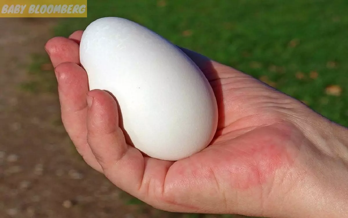 Cùng với những lợi ích, trứng ngỗng cũng có một vài hạn chế